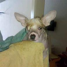 Chinese crested hårløs Penni R.I.P.