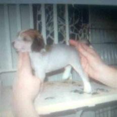 Chinese crested hårløs Penni R.I.P.