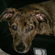 Blanding af racer Sylvester Aka. "Sælen"