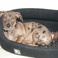 Blanding af racer Sylvester Aka. "Sælen"