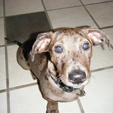 Blanding af racer Sylvester Aka. "Sælen"