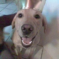 Labrador retriever Hector