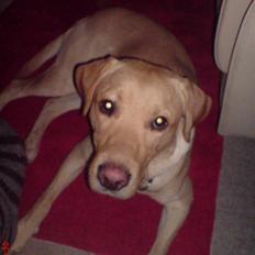 Labrador retriever Hector