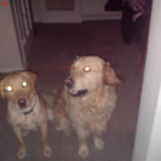 Labrador retriever Hector