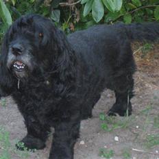 Blanding af racer Rollo R.I.P. 