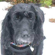 Blanding af racer Rollo R.I.P. 