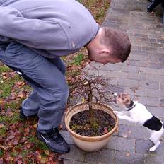 Dansk svensk gaardhund Cika R.I.P.