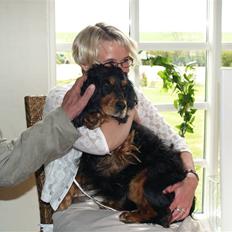 Cocker spaniel Futte AFLIVET :'( 