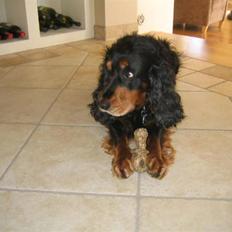 Cocker spaniel Futte AFLIVET :'( 