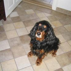 Cocker spaniel Futte AFLIVET :'( 
