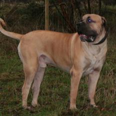 Boerboel Abelles Aslan