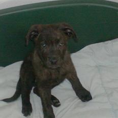 Blanding af racer Laban