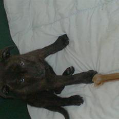 Blanding af racer Laban