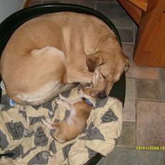 Newfoundlænder Rolf