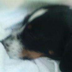 Jack russell terrier Mulle