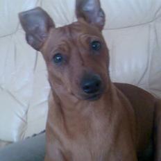 Dvaergpinscher kaiser