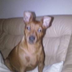 Dvaergpinscher kaiser