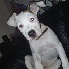 Amerikansk bulldog Deka