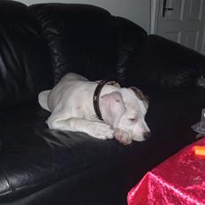 Amerikansk bulldog Deka