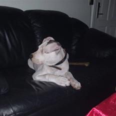 Amerikansk bulldog Deka