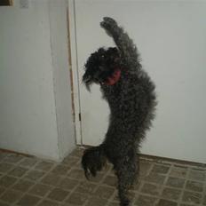 Blanding af racer Marta