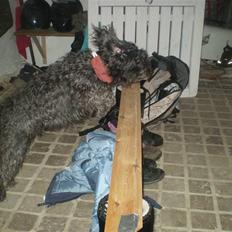 Blanding af racer Marta