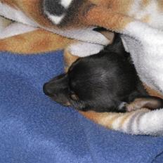 Russisk toy terrier Killer