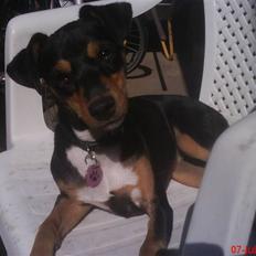 Blanding af racer Himmelhunden Sasja