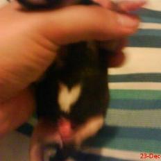 Blanding af racer Himmelhunden Sasja