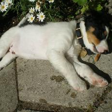 Blanding af racer simba