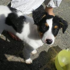 Blanding af racer simba