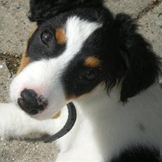 Blanding af racer simba