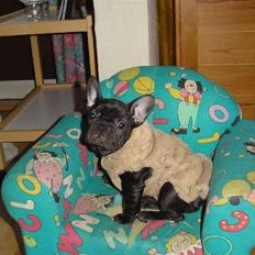 Fransk bulldog Anna-Bell