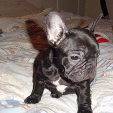 Fransk bulldog Anna-Bell