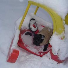 Fransk bulldog Anna-Bell