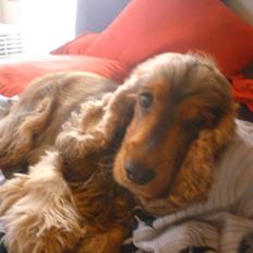 Cocker spaniel water-blue's Tabitha