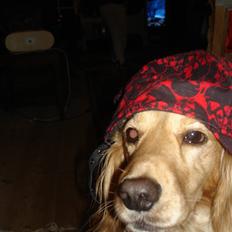 Cocker spaniel Mush-Mush