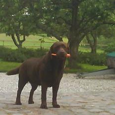 Labrador retriever Molly<3