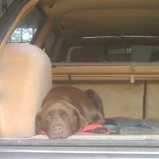 Labrador retriever Molly<3