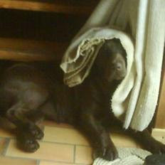 Labrador retriever Molly<3