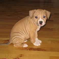 Blanding af racer Nala