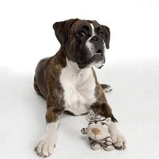 Boxer Elipet's Cally (Ally)