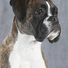 Boxer Elipet's Cally (Ally)