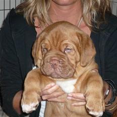 Dogue de bordeaux Zokana's Bazzzooka