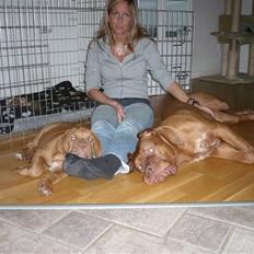 Dogue de bordeaux Zokana's Bazzzooka