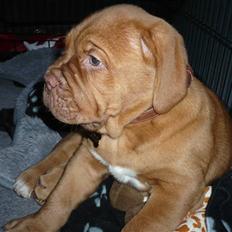 Dogue de bordeaux Zokana's Bazzzooka