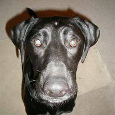 Labrador retriever Manse Danefeld