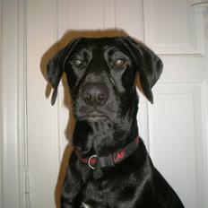 Labrador retriever Manse Danefeld