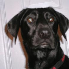 Labrador retriever Manse Danefeld