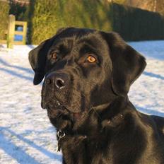 Labrador retriever Nemo